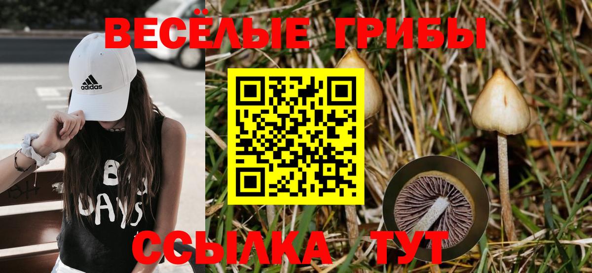 Галлюциногенные грибы прущие грибы  Вход с VPN  как найти   Кызыл 